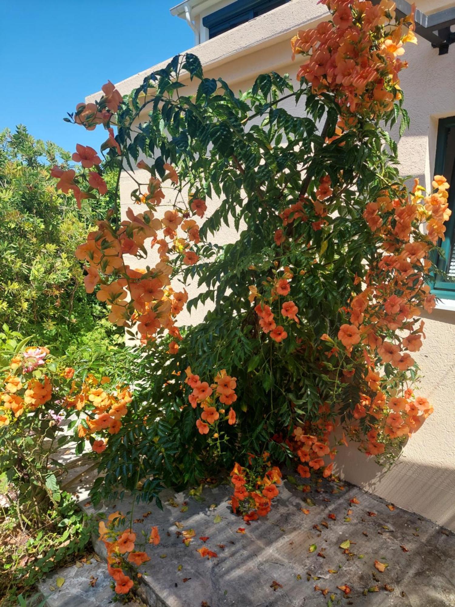 Kjara Apartments Tivat Kültér fotó